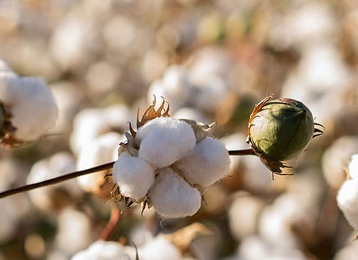 HUGO BOSS Group: Cotton